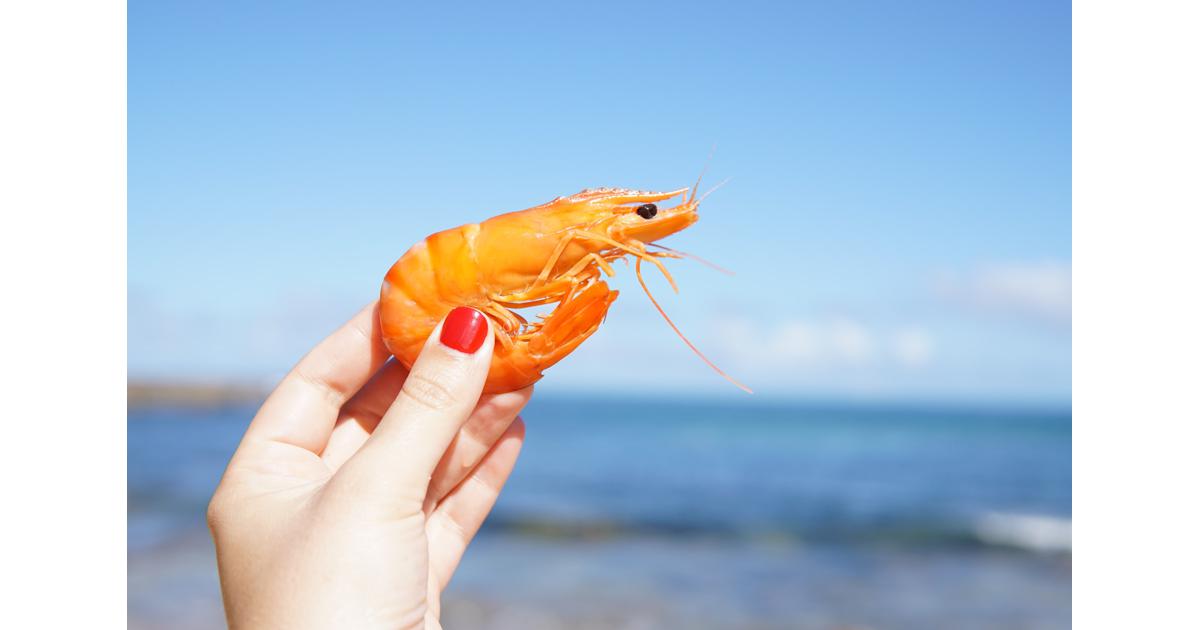 Differences between farmraised and wildcaught shrimp