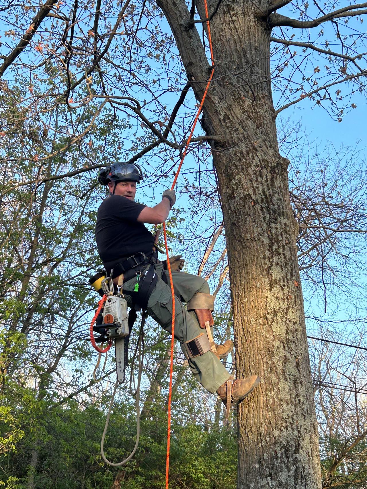 darrin_tree_ (1).jpeg