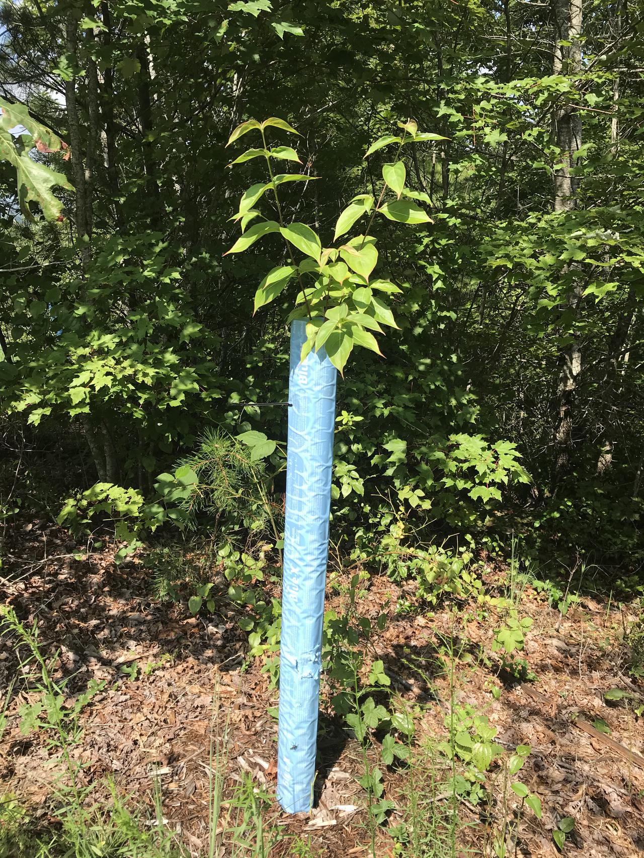 Discover We Plant Trees VA Community Tree Planting Service