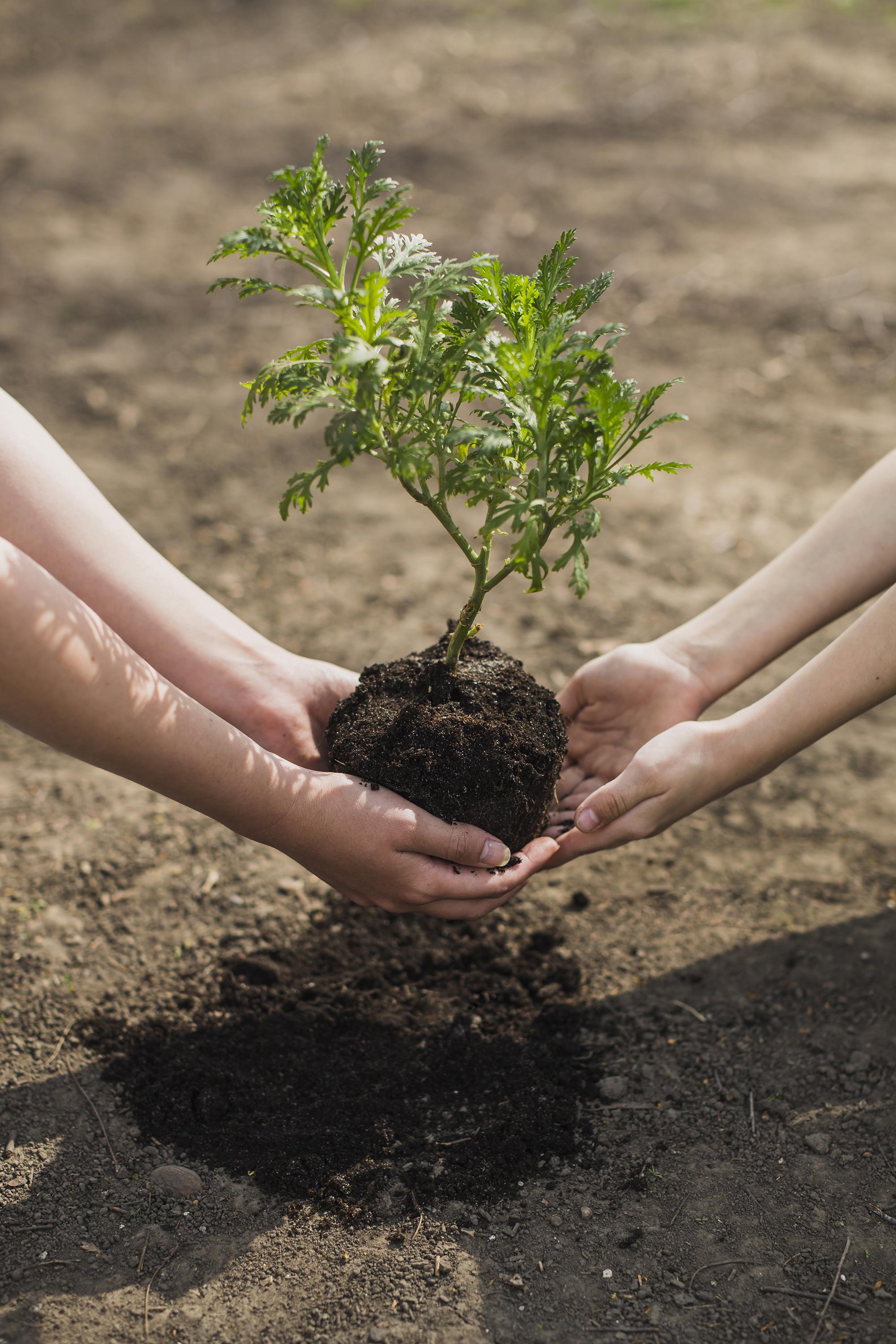 Discover We Plant Trees VA Community Tree Planting Service