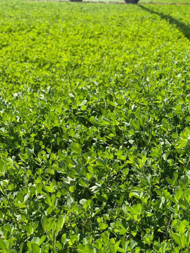 Agricultural Crops Cultivation