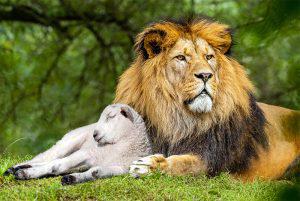 lion-and-lamb-300x201.jpg