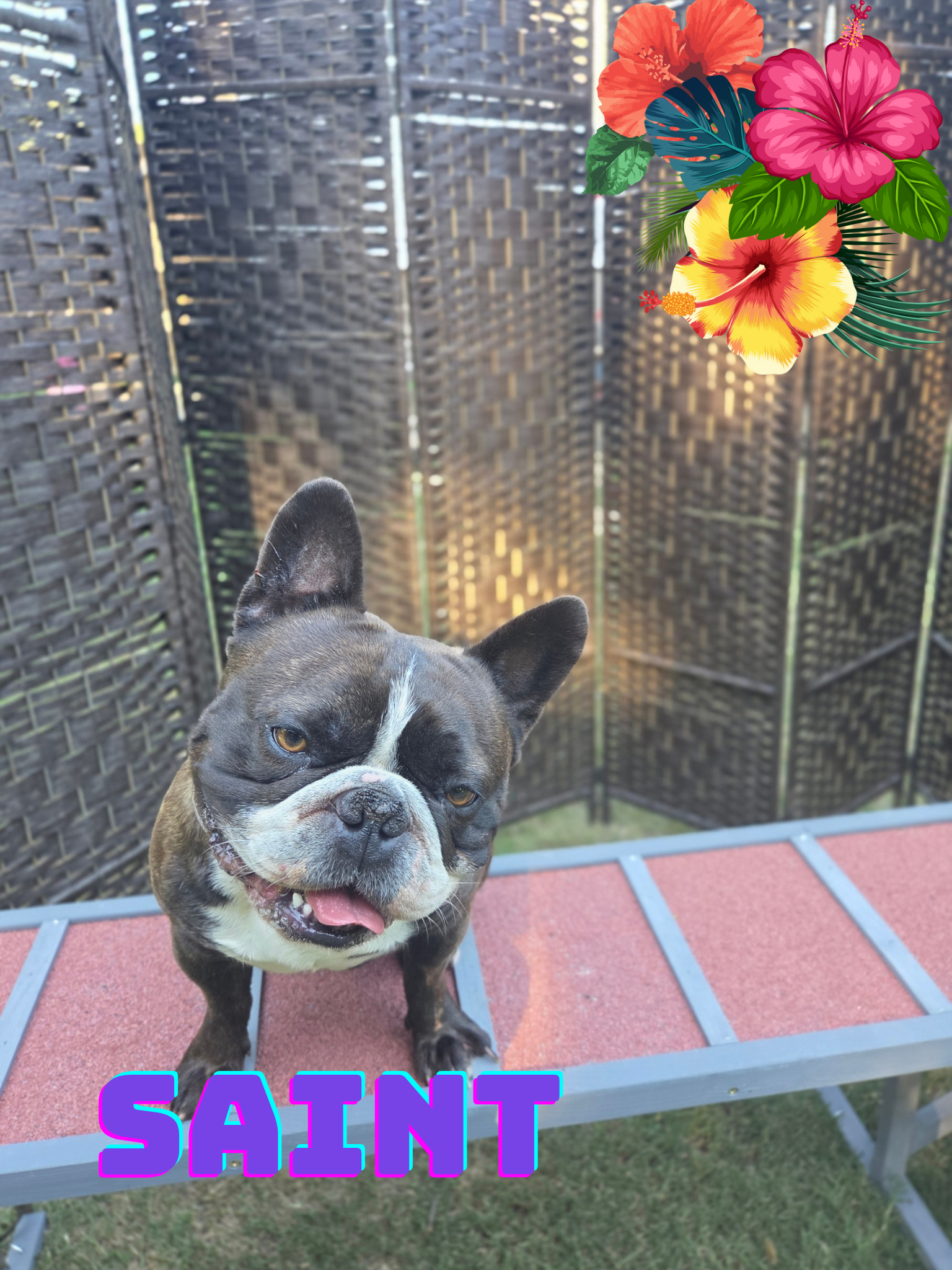 French Bulldog puppy ready for furever home