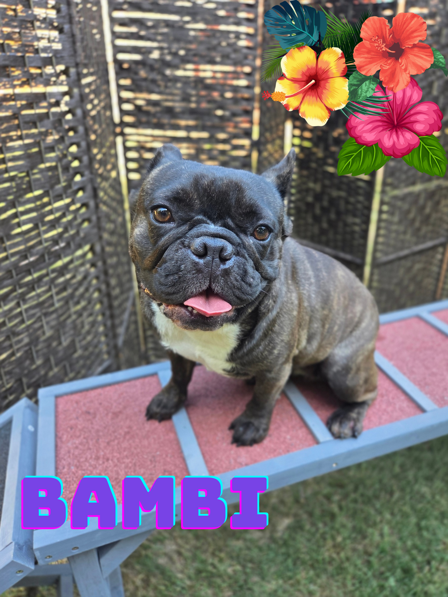 French Bulldog puppy ready for furever home