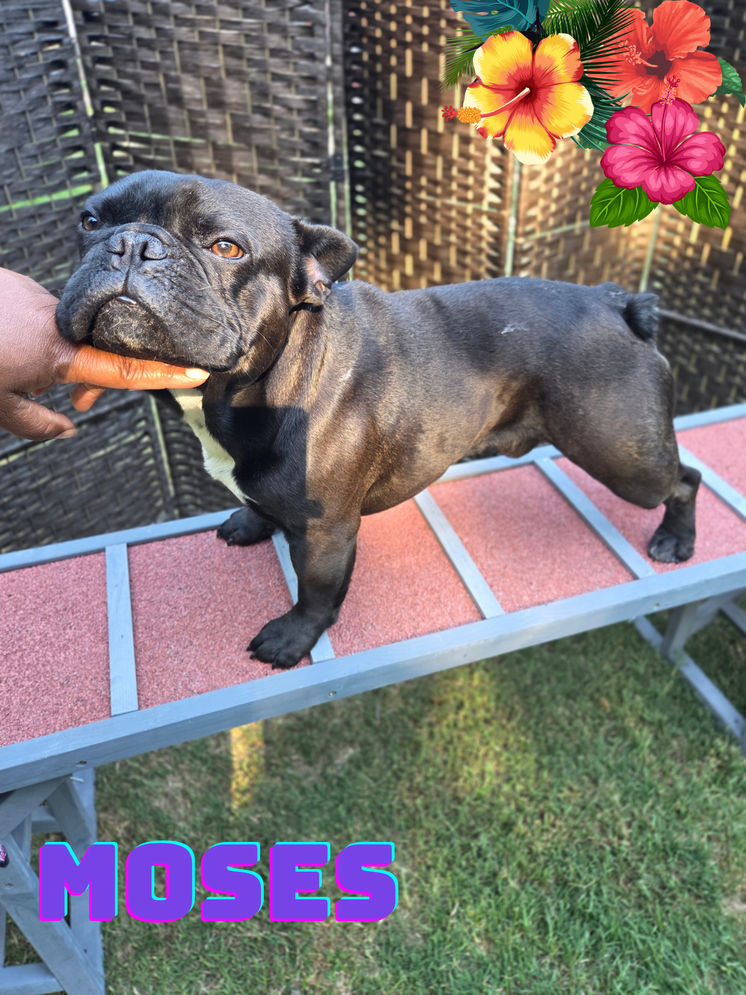 French Bulldog puppy ready for furever home