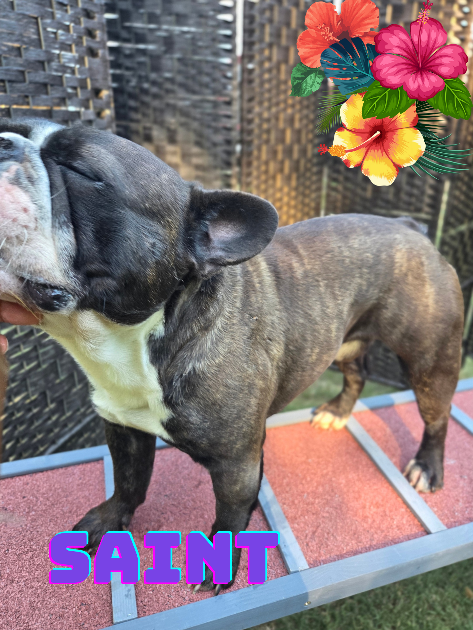 French Bulldog puppy ready for furever home