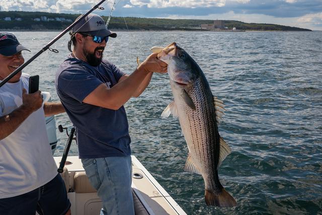 man holding up a large striped bass while another man smiles and takes a picture