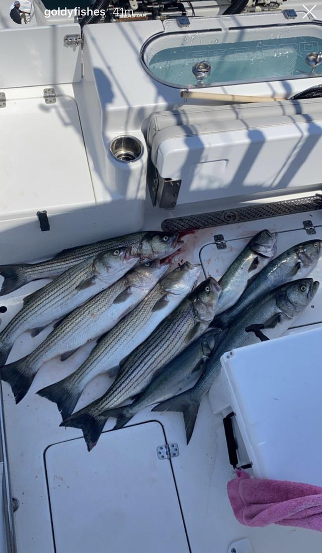 a group of recently caught fish