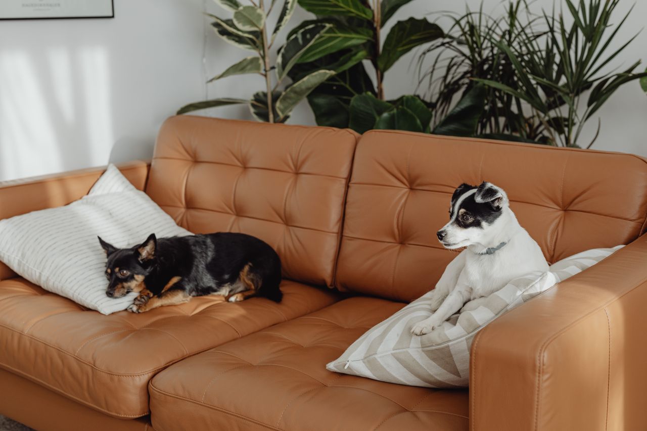 Pet-friendly rooms