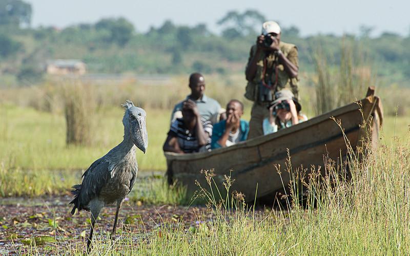 shoebill-1-day-mabamba-bird-watching-tour.jpg
