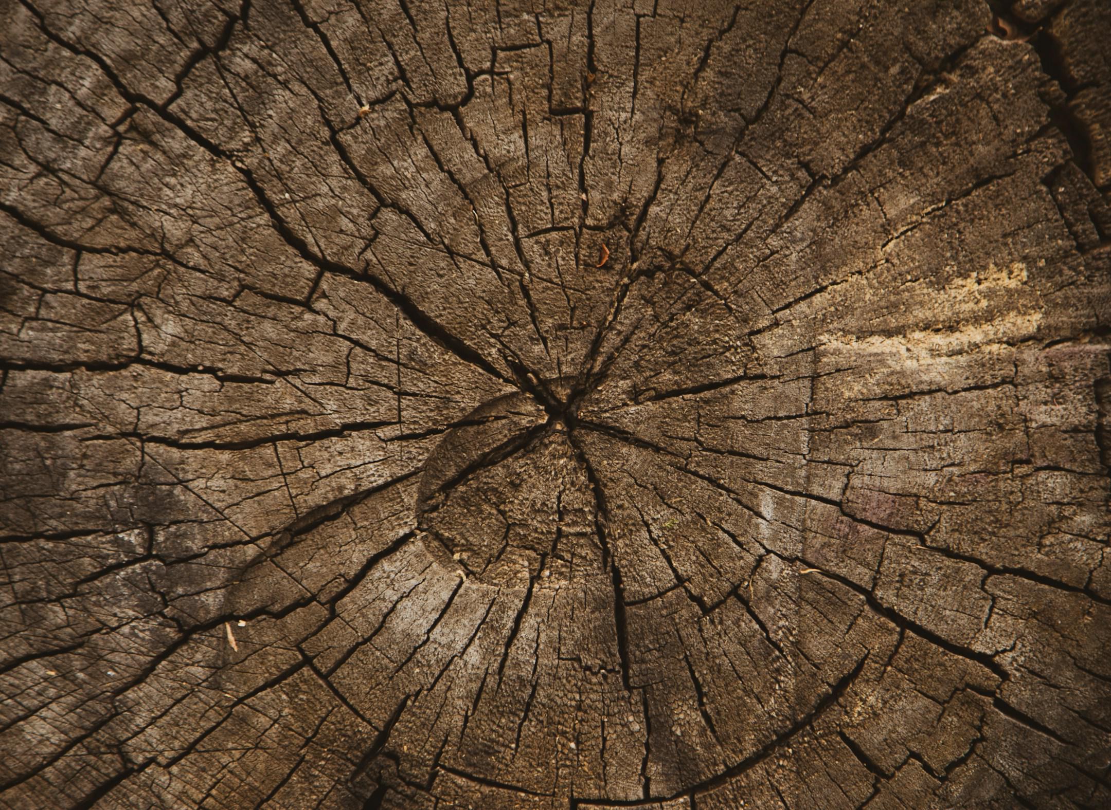 Wood texture of cut tree trunk, Tree-rings, close-up background texture