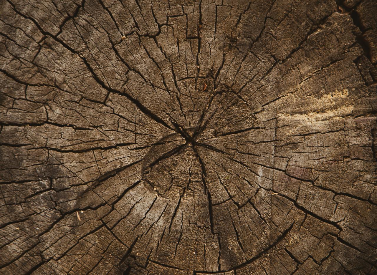 Wood texture of cut tree trunk, Tree-rings, close-up background texture