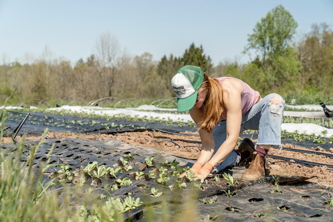 Planting spring transplants at Pasture Song Farm in Pottstown, PA. Pasture Song is a small-scale, sustainable meat and cut-flower farm. More photography at http://zoeschaeffer.com and http://instagram.com/dirtjoy More from the farm at http://pasturesongfarm.com #regenerativeagriculture #organicfarming #regenerativefarming #farming #youngfarmers #flowerfarm