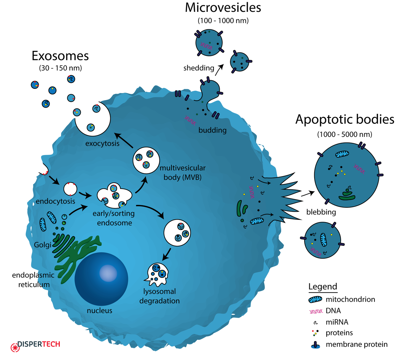 Bio-Serum Particles molecular structure