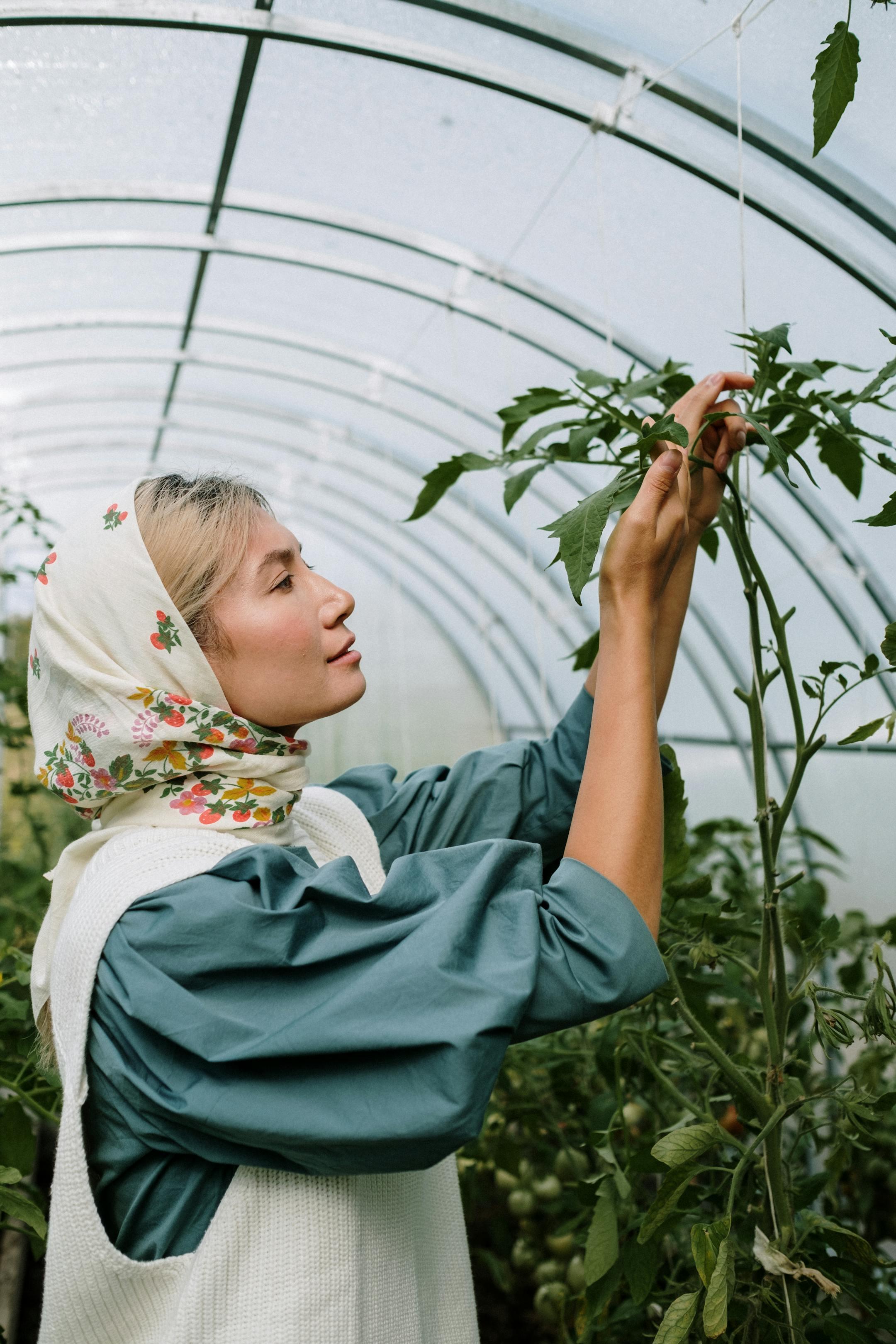 A woman in a headscarf tends to tomato plants in a greenhouse. Organic farming concept.