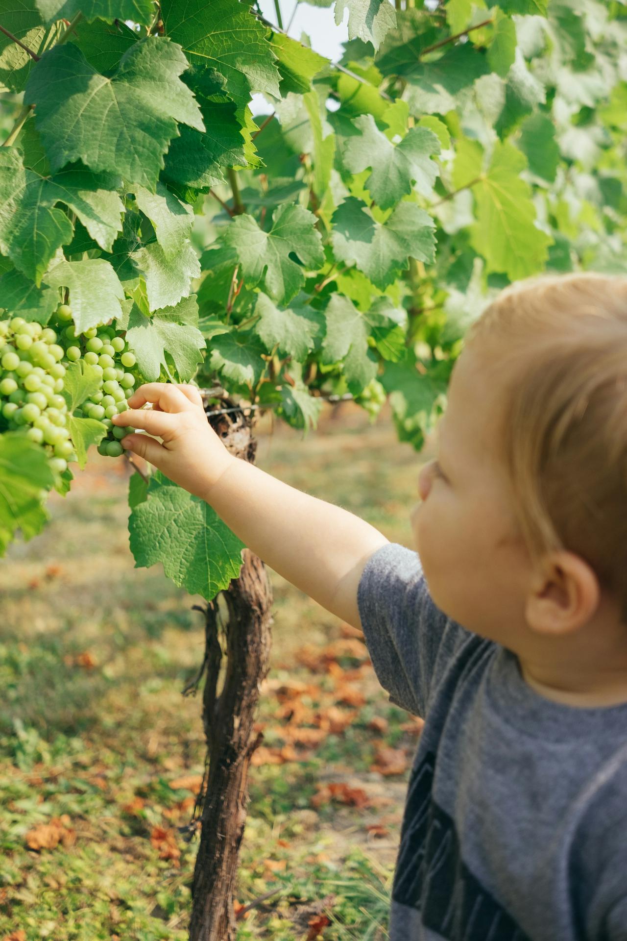 We were walking through rows of grapes and my son thought one looked particularly delectable — so he picked it. It did not taste as good as it looked…I think he learned a valuable life lesson, and I got a nice photo.