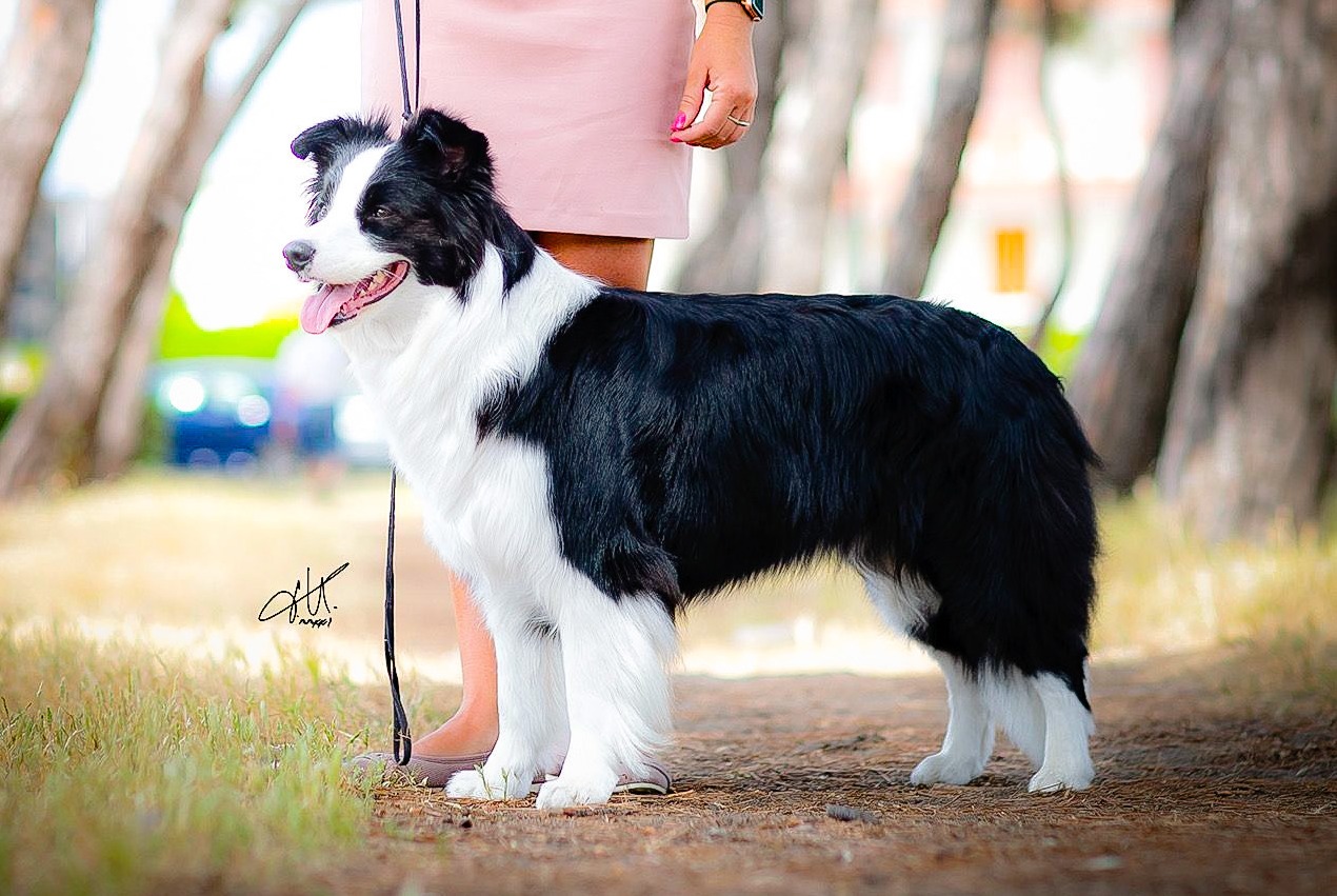 Story Rex Vesper by Evagreen "Eva"
