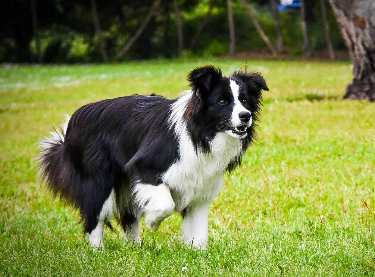 Windrift Femme Fatale "Flyina" (Ret.)