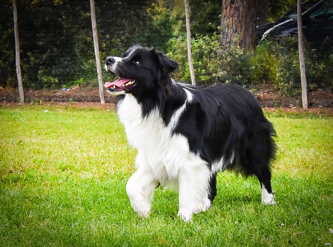 Borderline Country Claudius "Black" (Ret.)