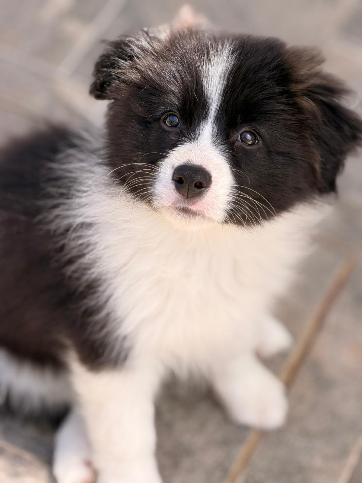 Puppy 1