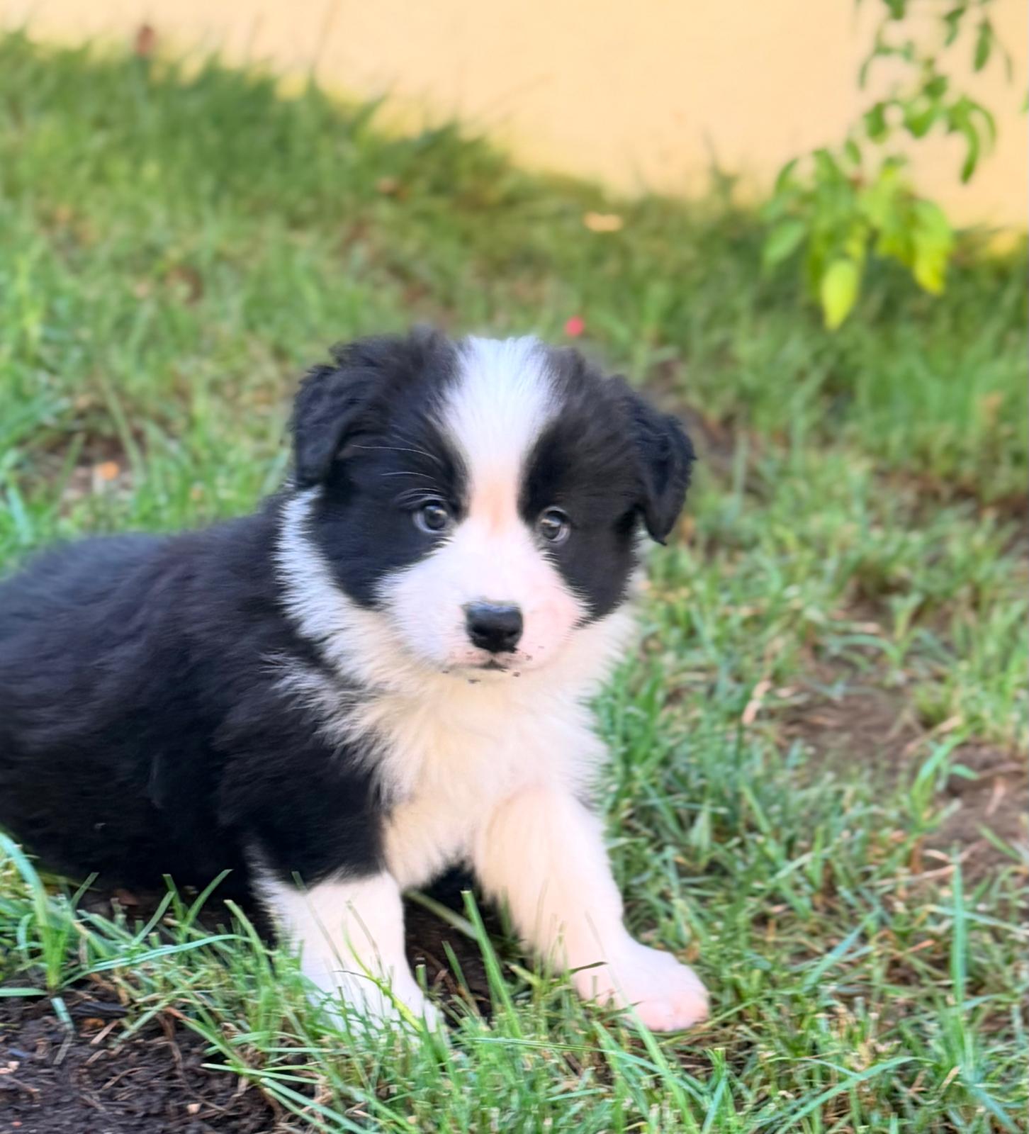 Puppy 1