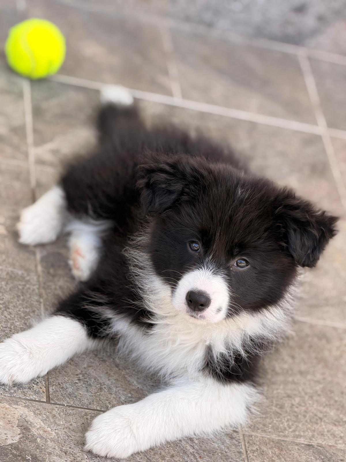 Puppy 3