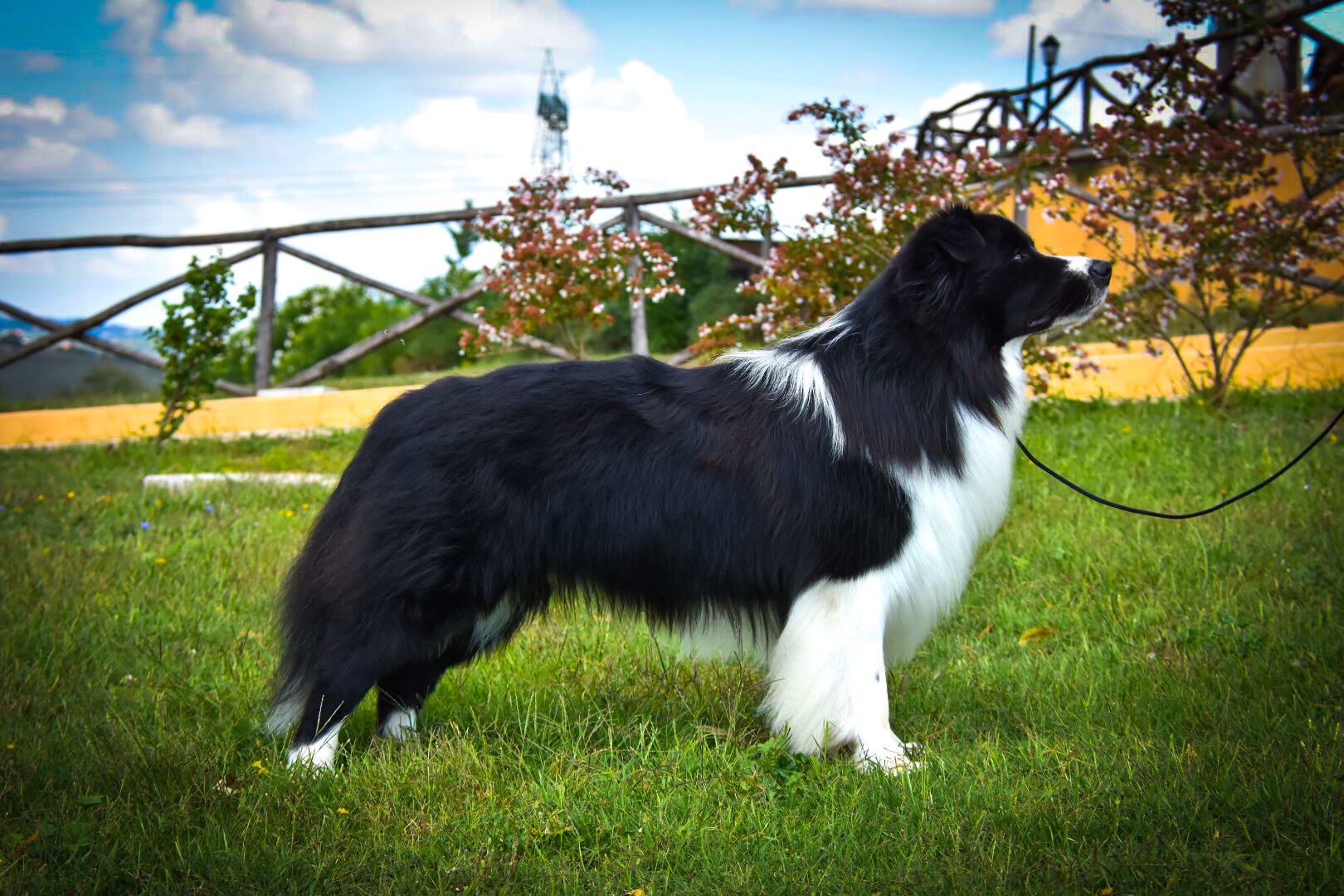 Borderline Country Claudius "Black" (Ret.)