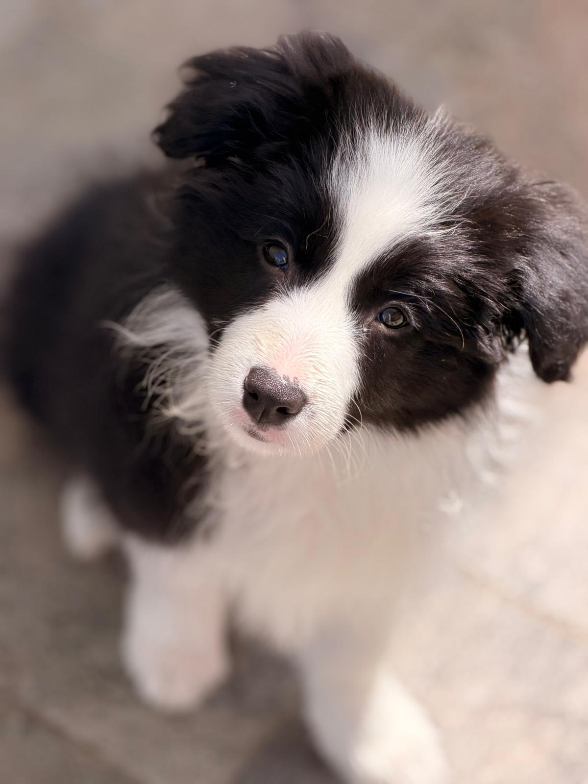 Puppy 2