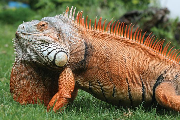 adult iguana.jpg