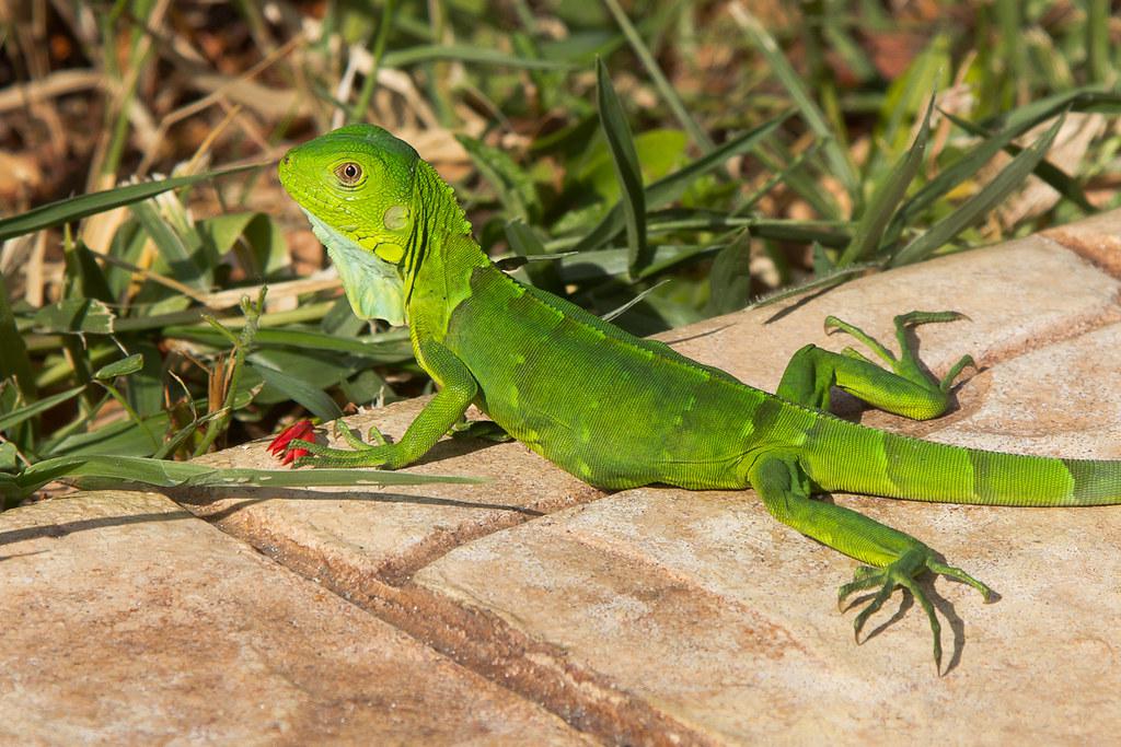 baby iguana.jpg