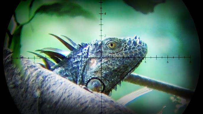 iguana scope.jpg