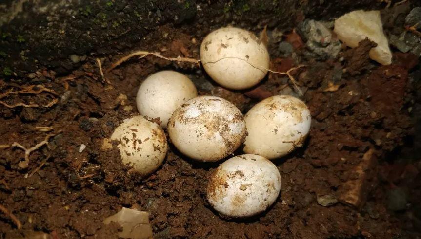 eggs.jpg