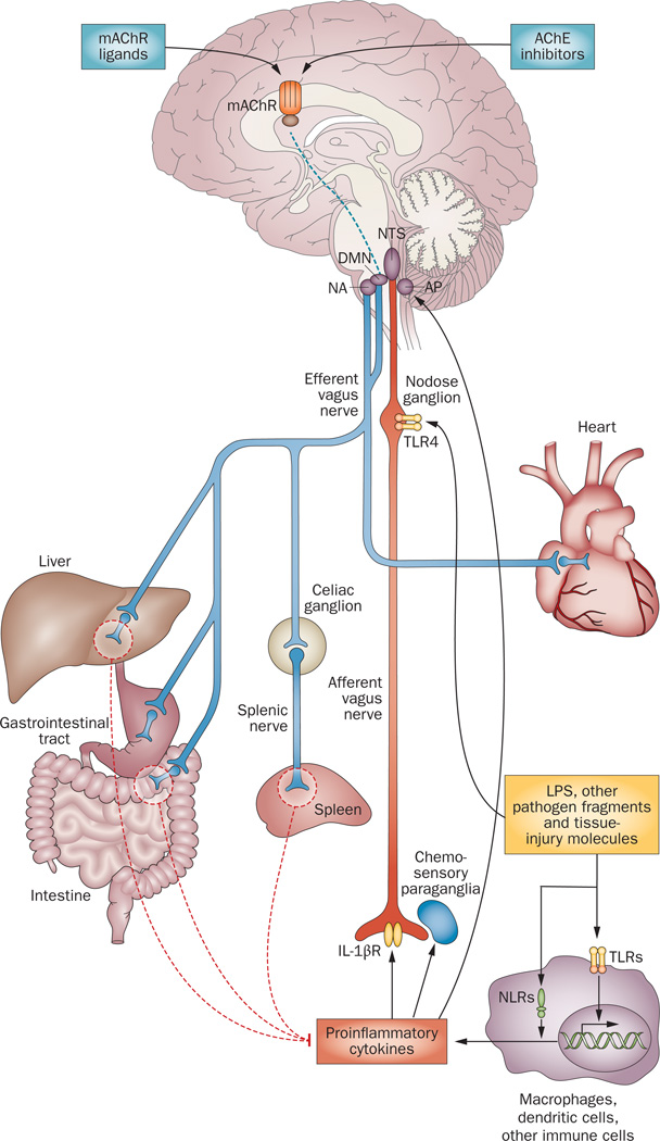 Gut Health