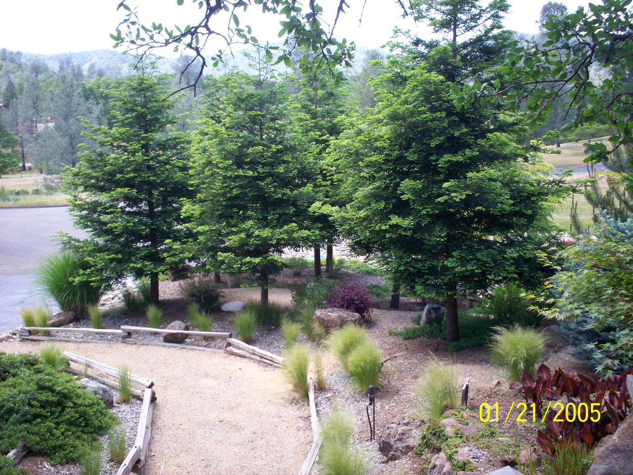 additional june 2001 pix 006.jpg