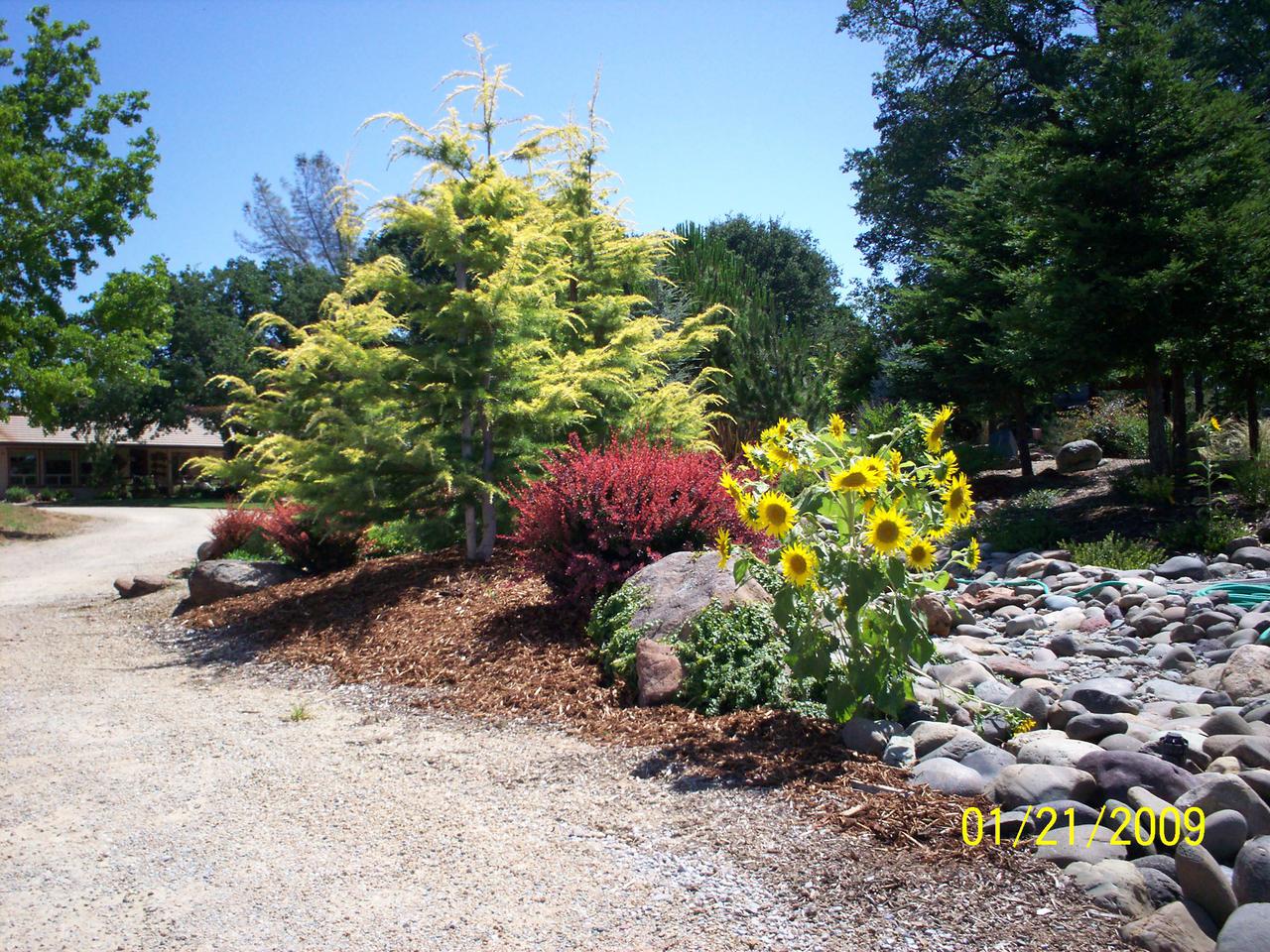 callie 6 months old (2009) 013.jpg