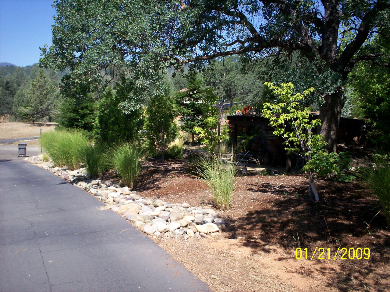 callie 6 months old (2009) 012.jpg