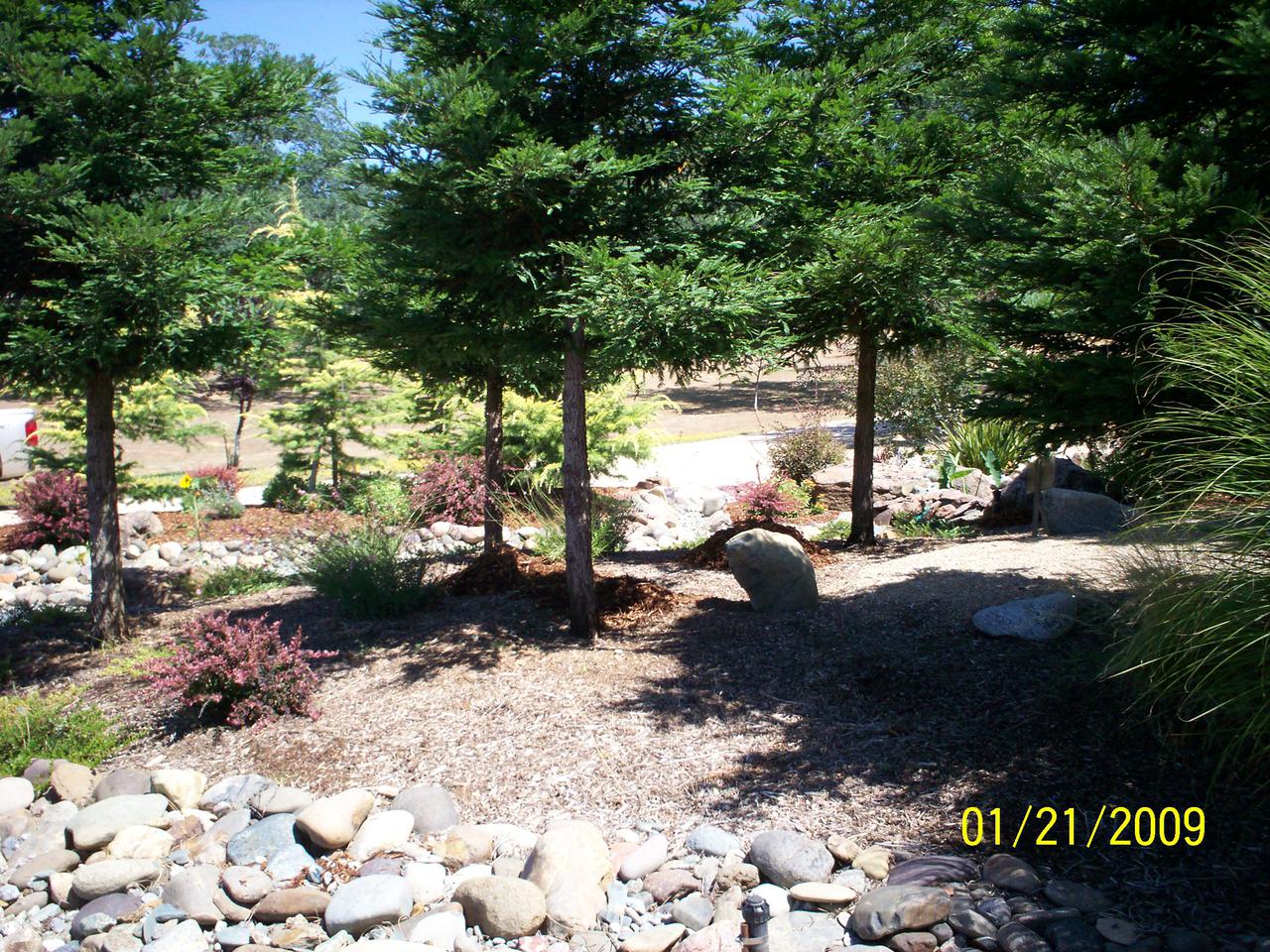 callie 6 months old (2009) 008.jpg