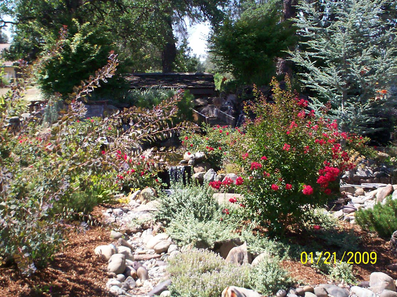 callie 6 months old (2009) 003.jpg