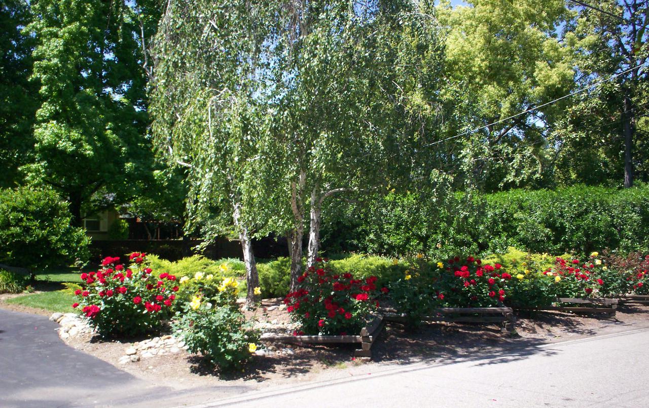 seasonal pruning maintenance program including ornamnetal and winter pruning