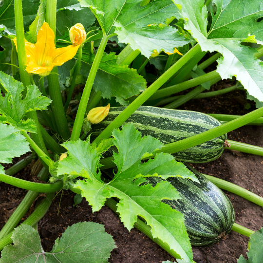 تصميم بدون عنوان (27).png