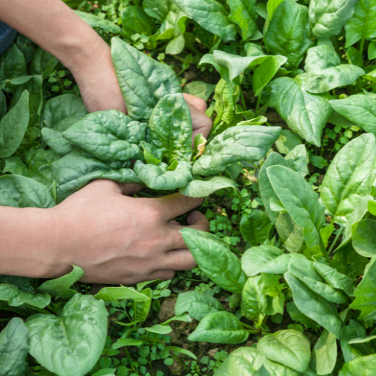 تصميم بدون عنوان (26).png