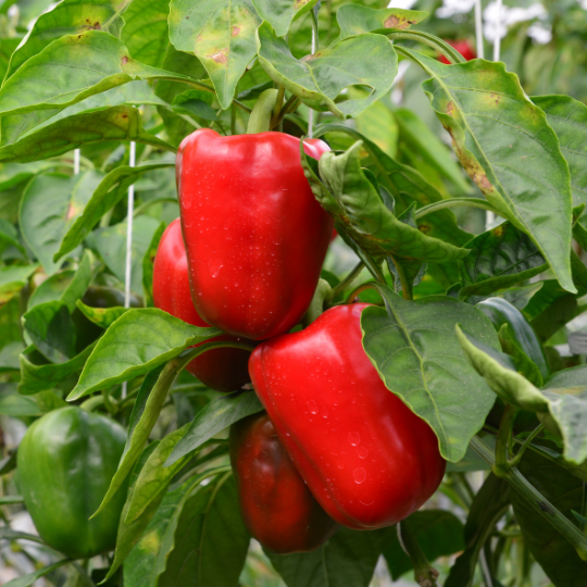 تصميم بدون عنوان (23).png