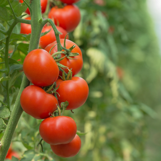 تصميم بدون عنوان (30).png