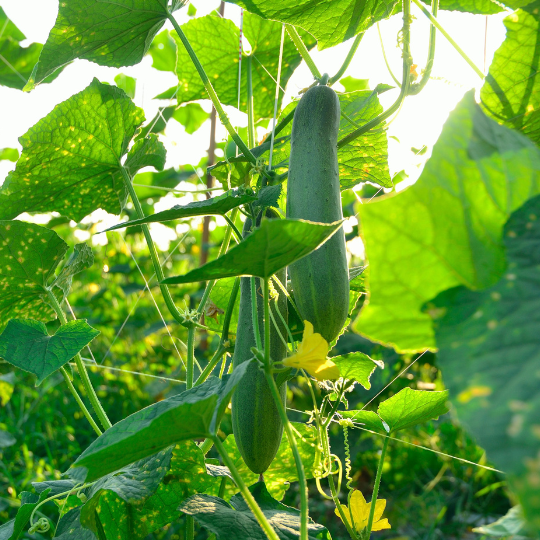 تصميم بدون عنوان (24).png