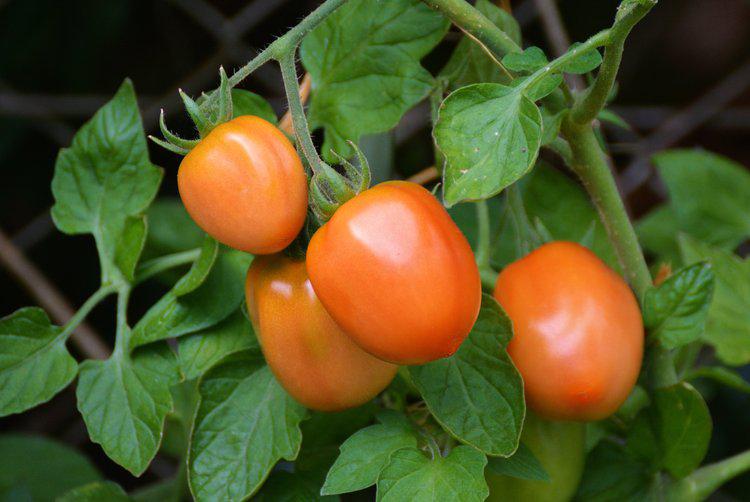 plant-fruit-flower-food-produce-vegetable-550904-pxhere.com.jpg