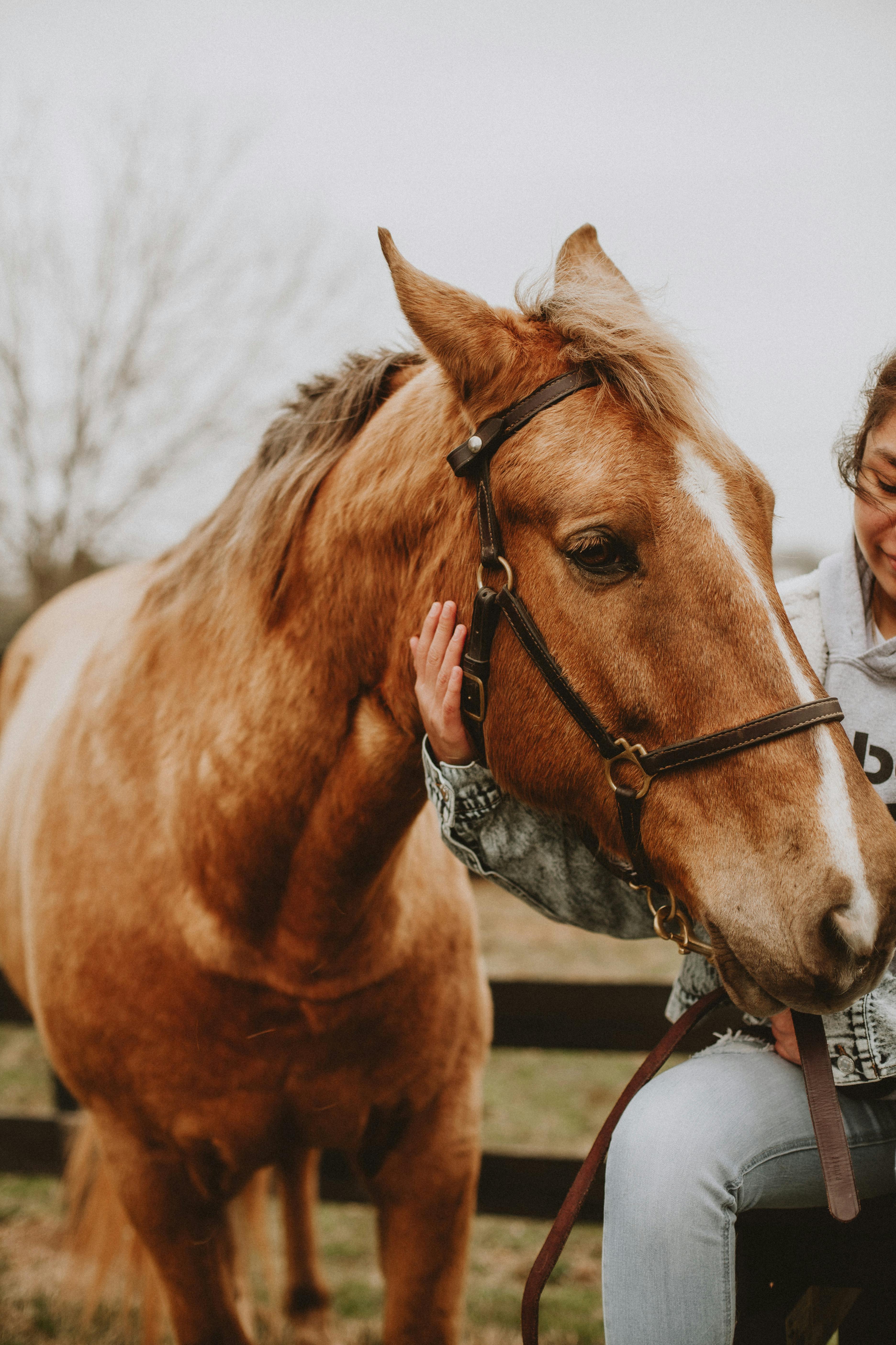 Equine business professional working on digital content
