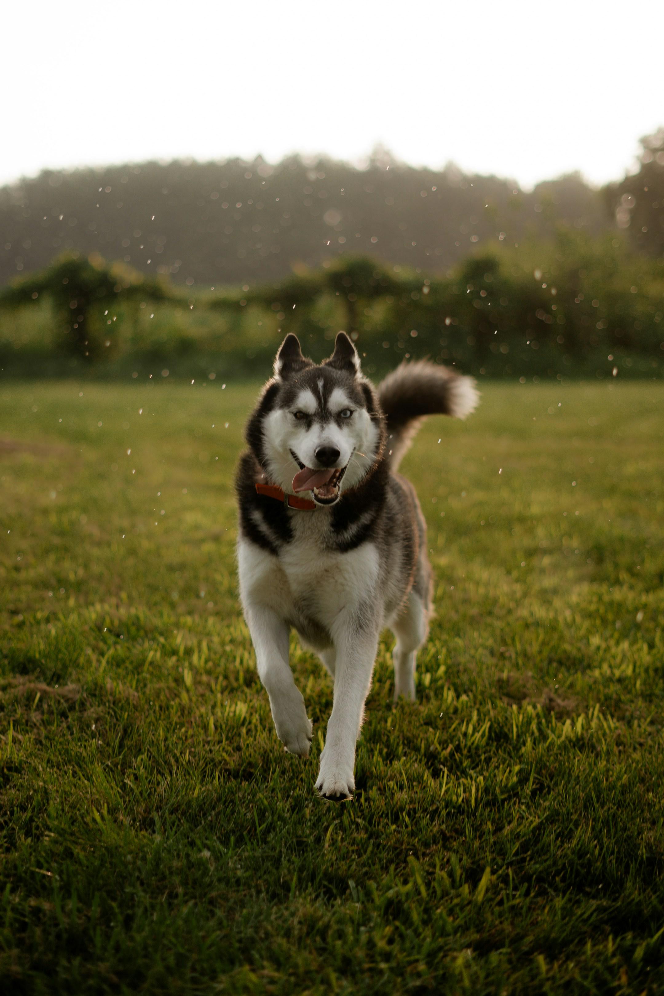 Husko