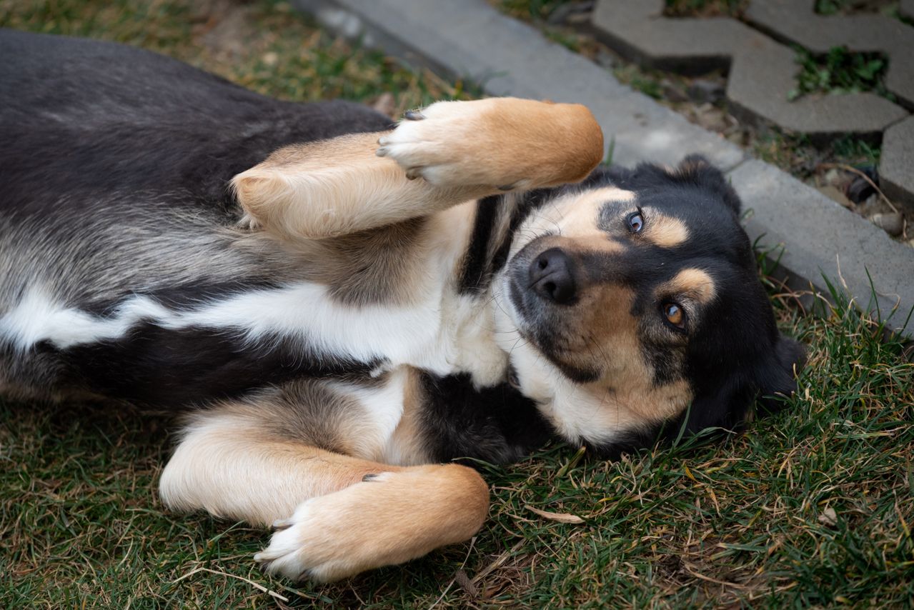 Senior dog resting peacefully