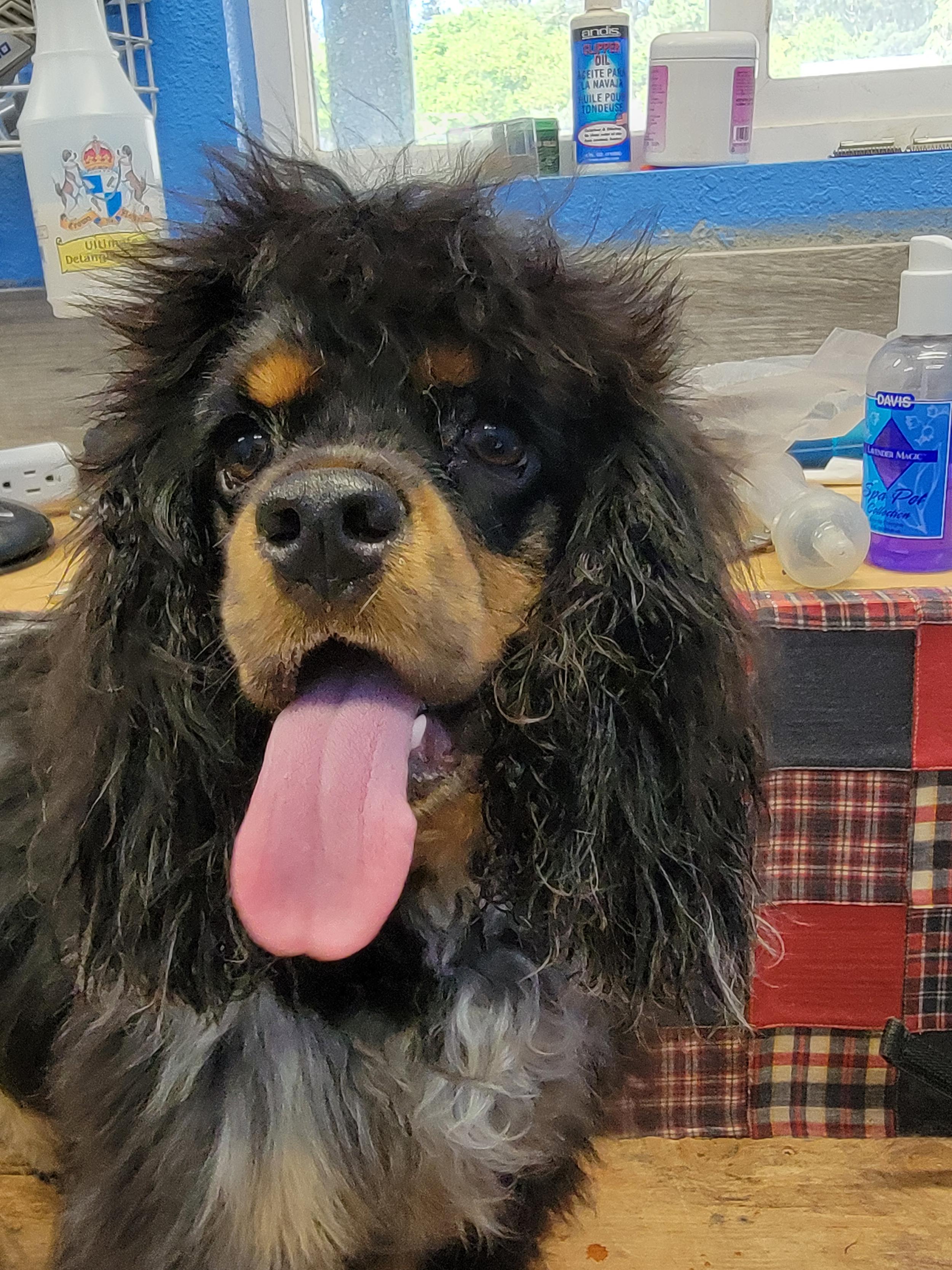 camp-tlc-pet-resort-and-tlc-mobile-pet-grooming-san-jose