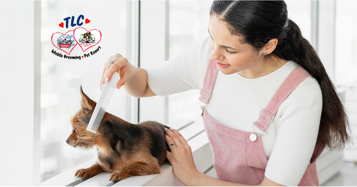 camp-tlc-pet-resort-and-tlc-mobile-pet-grooming-san-jose